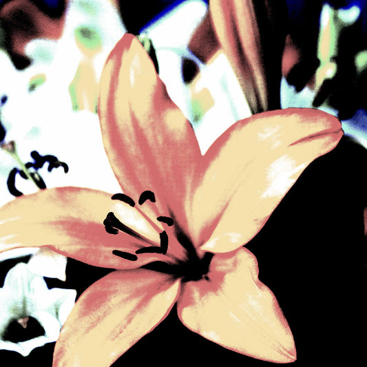 Lilies - Tamworth - 204767v18 - Close Detail View, Soft peach and rose-toned lily set against a cobalt blue background, digitally treated in a subdued Pop Art style with vintage and modern visual elements.