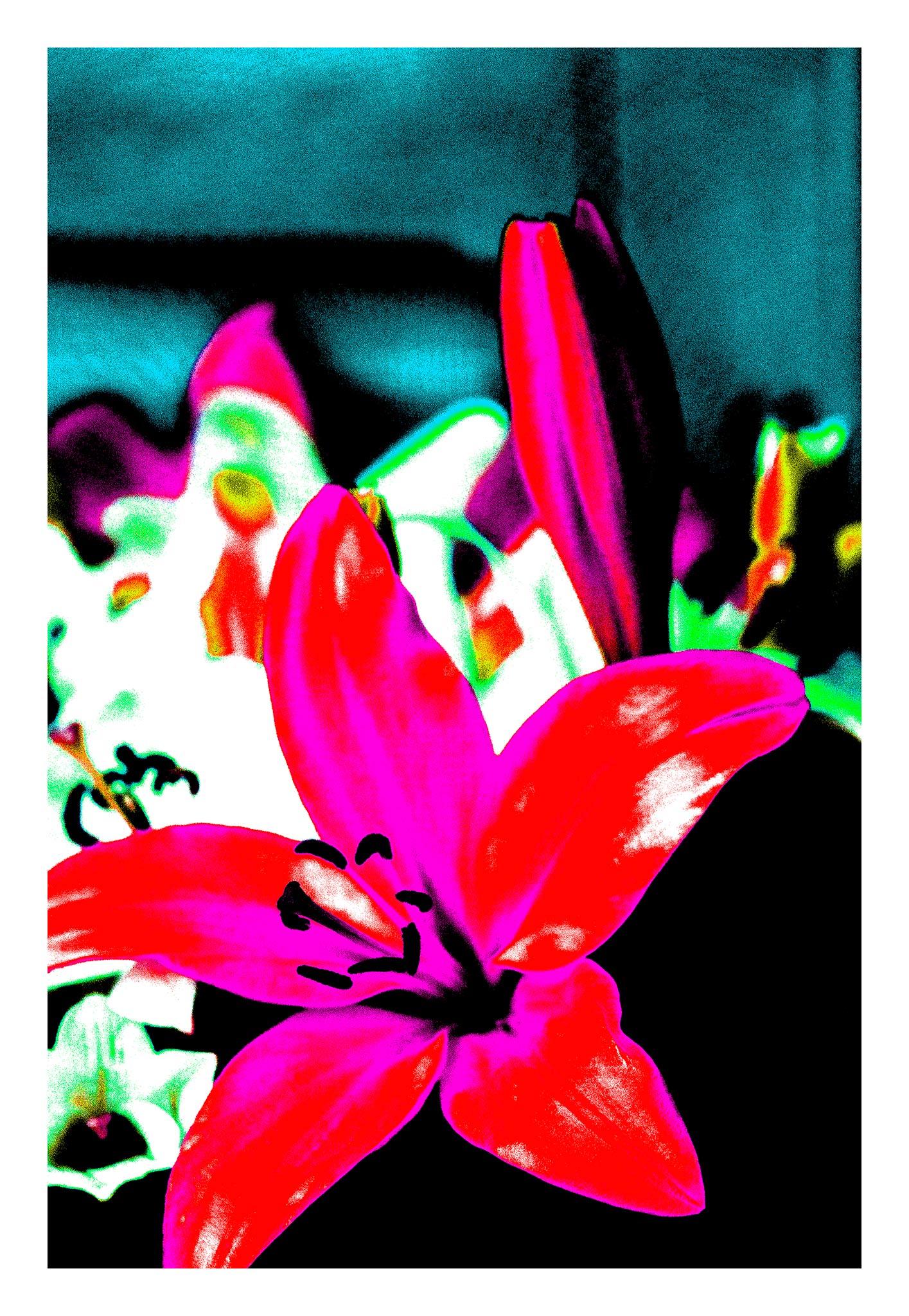 Lilies - Tamworth - 204767v20 - 74x104cm, Pink and red lily in sharp Pop Art style with cyan-blue background and high saturation, digitally stylised with bold contrast and neon-like intensity.