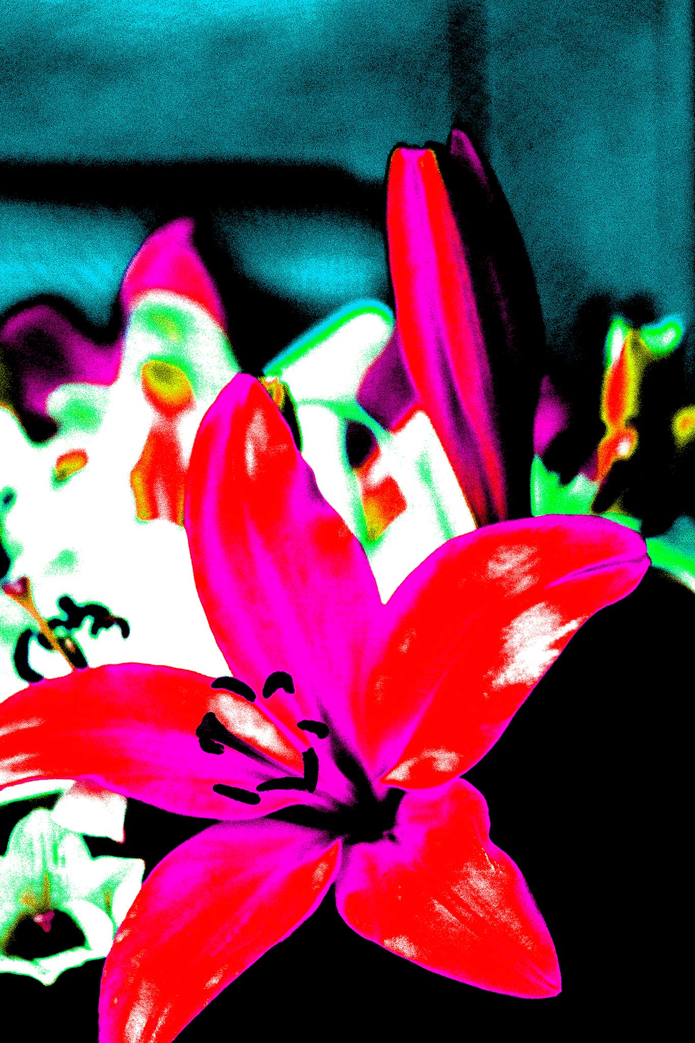 Lilies - Tamworth - 204767v20 - 60x90cm, Pink and red lily in sharp Pop Art style with cyan-blue background and high saturation, digitally stylised with bold contrast and neon-like intensity.