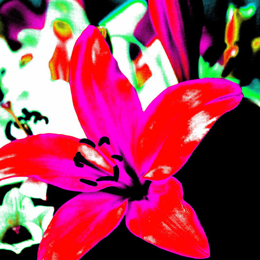 Lilies - Tamworth - 204767v20 - Close Detail View, Pink and red lily in sharp Pop Art style with cyan-blue background and high saturation, digitally stylised with bold contrast and neon-like intensity.
