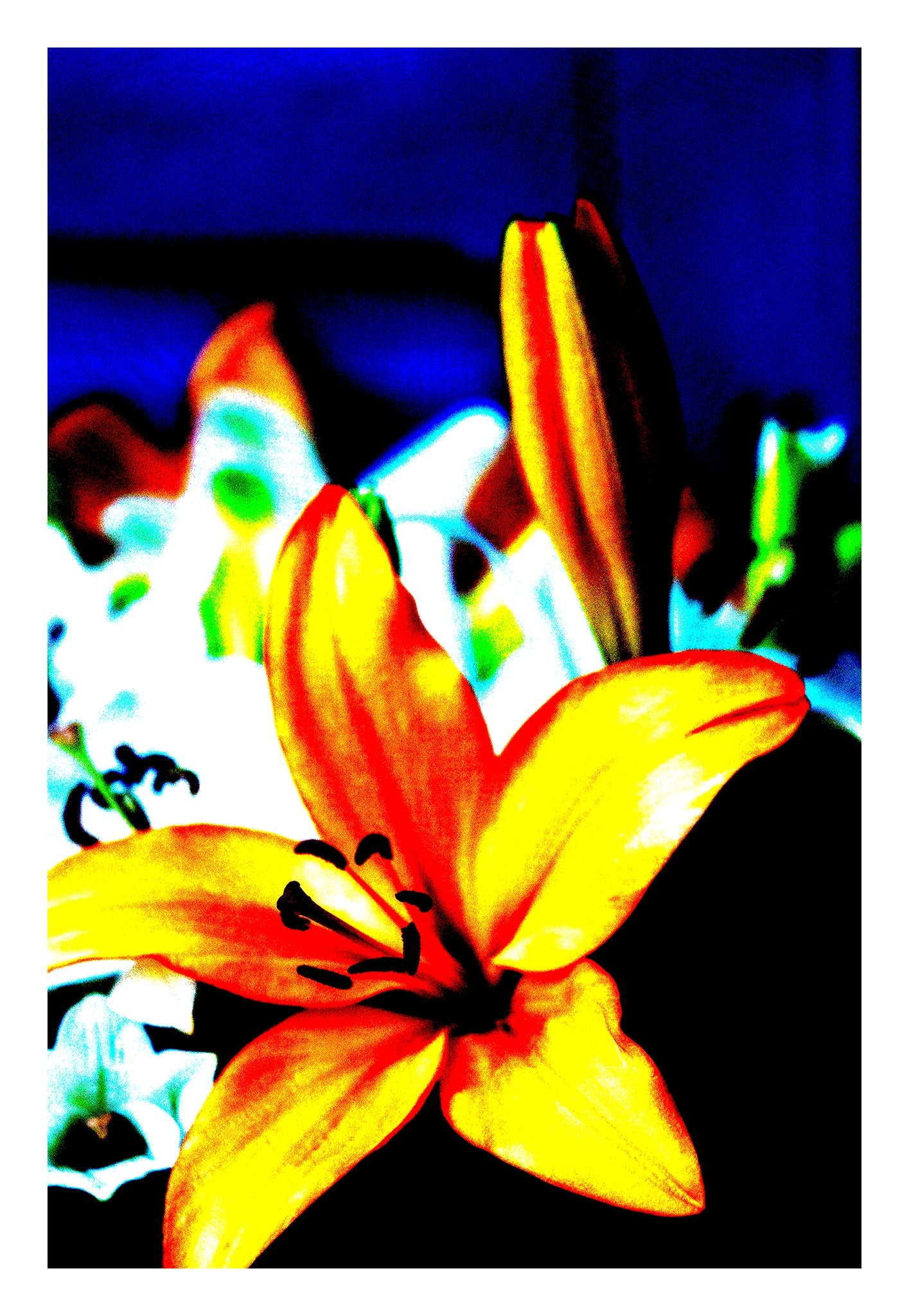Lilies - Tamworth - 204767v21 - 74x104cm, Bold yellow and red lily in sharp Pop Art style, set against a saturated background of blue and white lilies, with high contrast and vivid digital colour treatment.