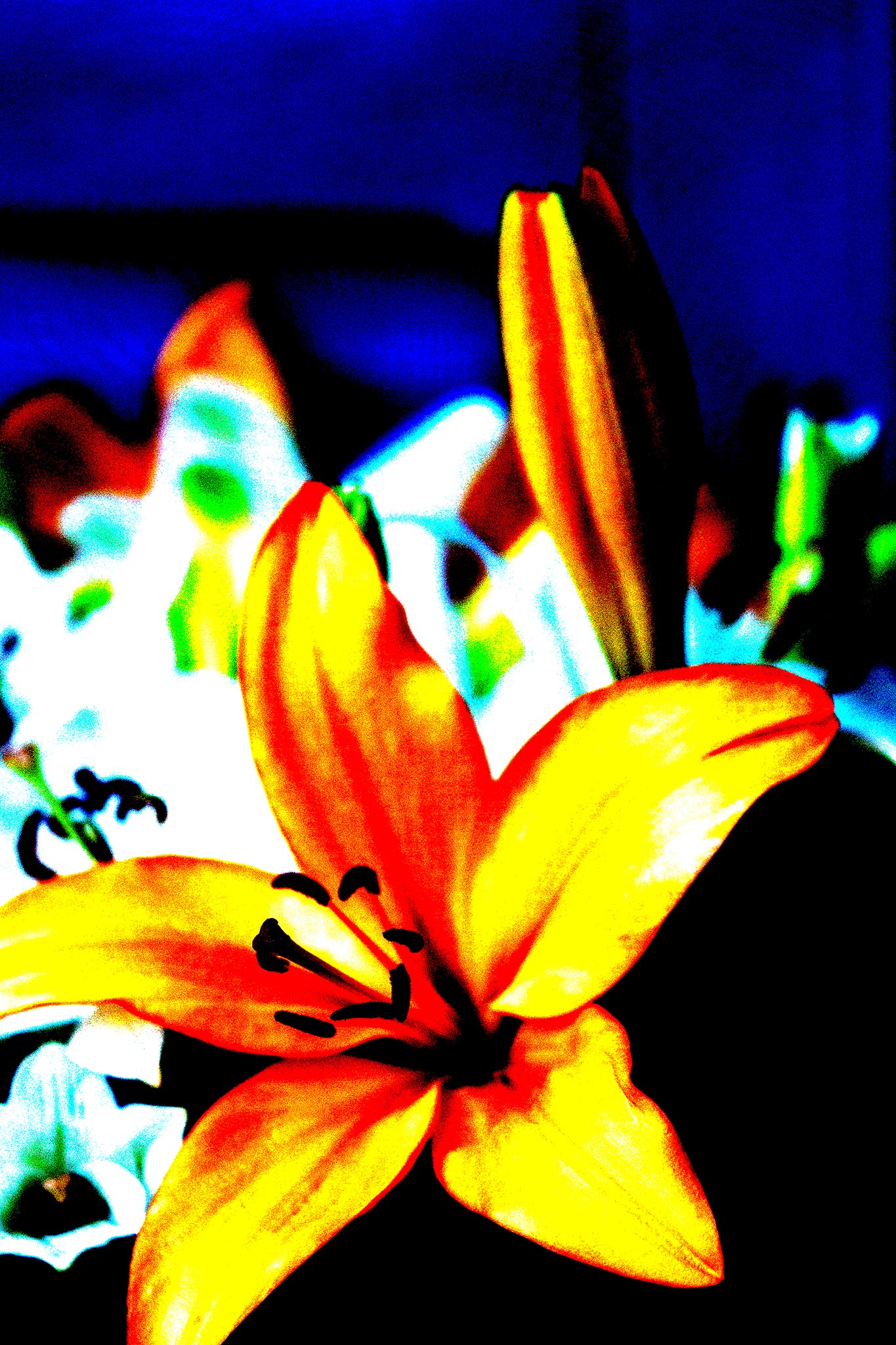 Lilies - Tamworth - 204767v21 - 60x90cm, Bold yellow and red lily in sharp Pop Art style, set against a saturated background of blue and white lilies, with high contrast and vivid digital colour treatment.