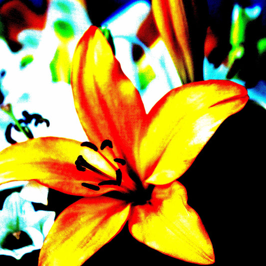 Lilies - Tamworth - 204767v21 - Close Detail View, Bold yellow and red lily in sharp Pop Art style, set against a saturated background of blue and white lilies, with high contrast and vivid digital colour treatment.