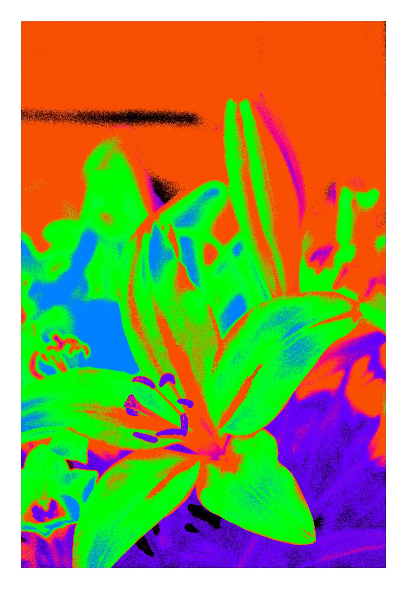 Lilies - Tamworth - 204767v3 - 74x104cm, Explosively colourful lily in vivid green, blue, orange, and purple, digitally manipulated in a psychedelic Pop Art style with intense saturation and surreal contrast.