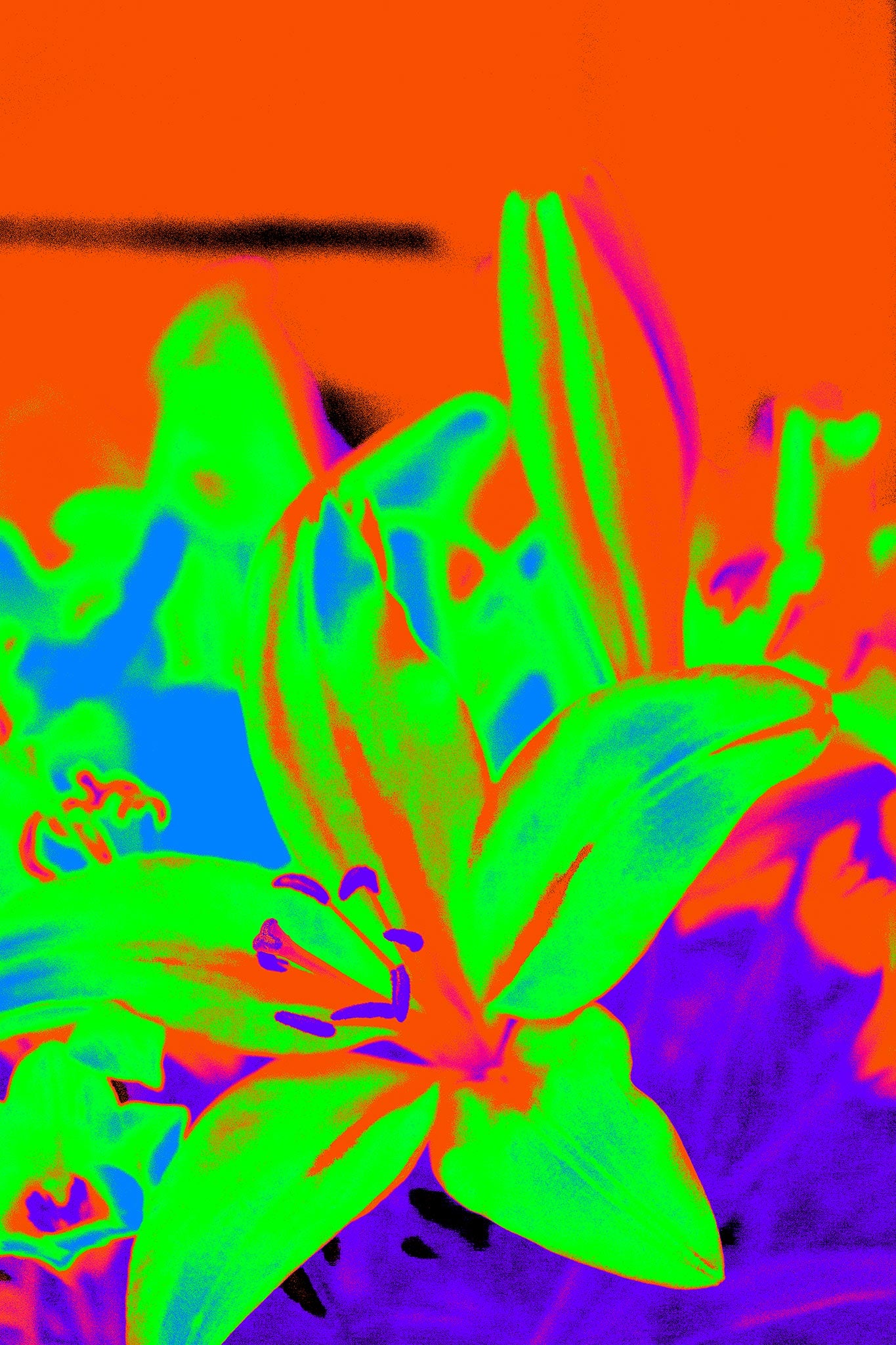 Lilies - Tamworth - 204767v3 - 60x90cm, Explosively colourful lily in vivid green, blue, orange, and purple, digitally manipulated in a psychedelic Pop Art style with intense saturation and surreal contrast.