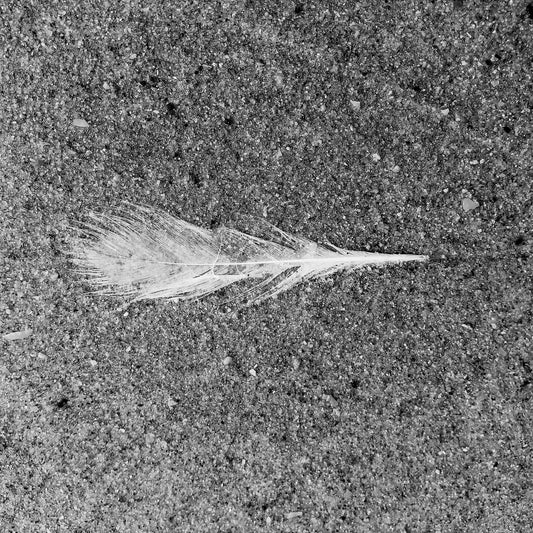 Monochrome Mix - Beach - Feather - 184019 - Close Detail View, A single white feather lying on textured sand, captured in black and white with sharp detail and high contrast. Limited edition fine art print.
