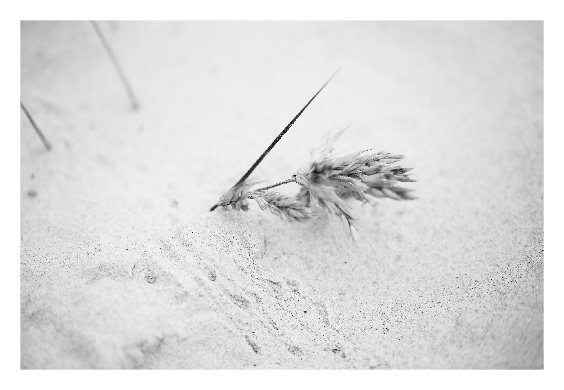 Monochrome Mix - Beach - Grass Seeds - 181458v2 - 104x74cm, A black and white photograph of dried grass seed heads gently embedded in light sand, evoking quietness and minimal coastal beauty. Limited edition fine art print.