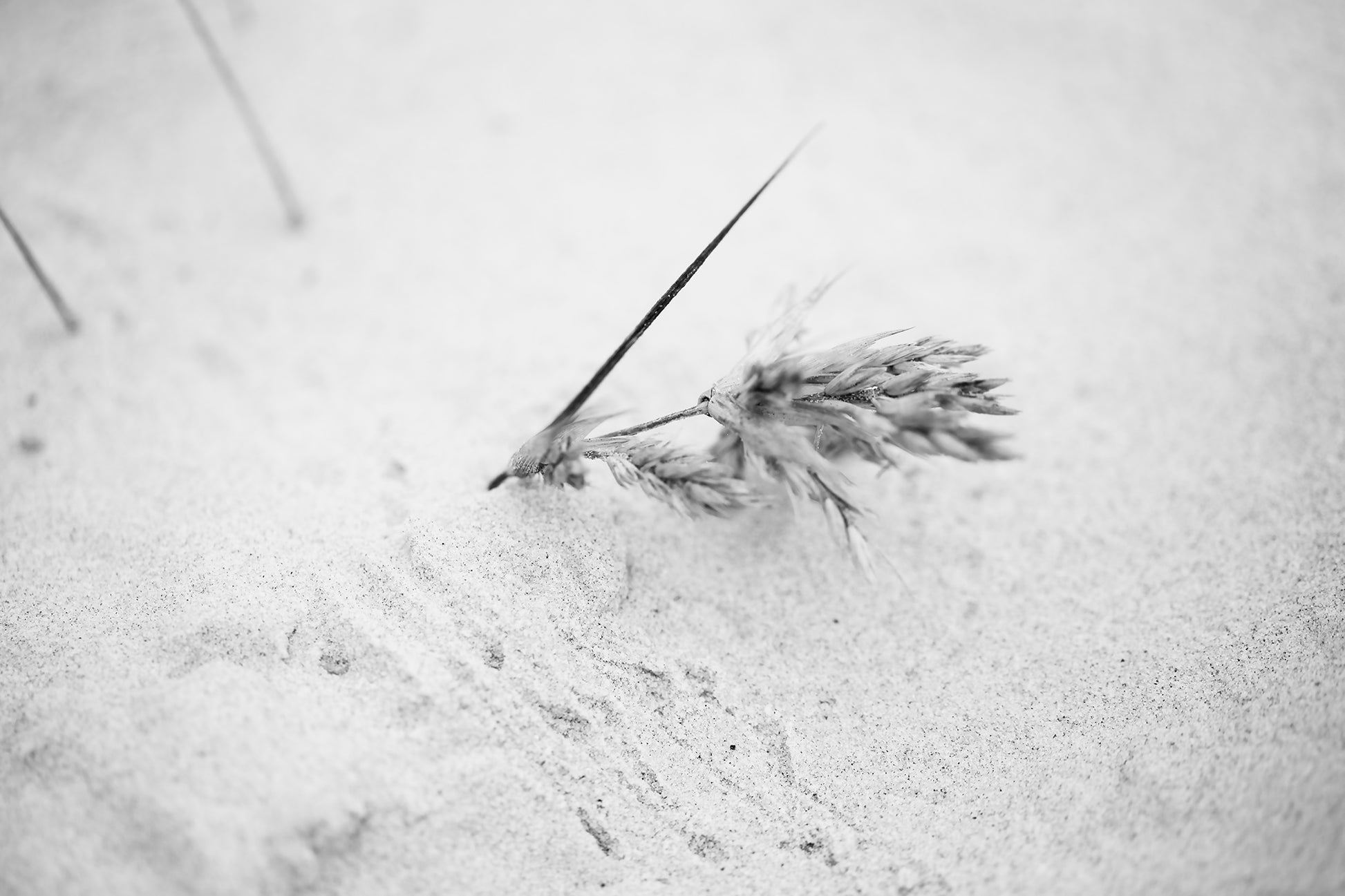 Monochrome Mix - Beach - Grass Seeds - 181458v2 - 90x60cm, A black and white photograph of dried grass seed heads gently embedded in light sand, evoking quietness and minimal coastal beauty. Limited edition fine art print.