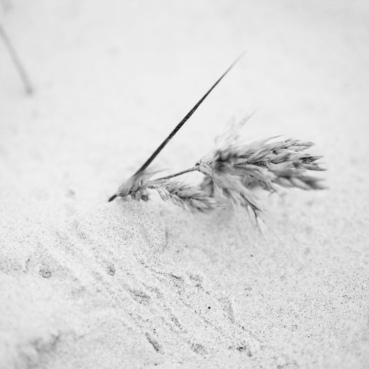 Monochrome Mix - Beach - Grass Seeds - 181458v2 - Close Detail View, A black and white photograph of dried grass seed heads gently embedded in light sand, evoking quietness and minimal coastal beauty. Limited edition fine art print.