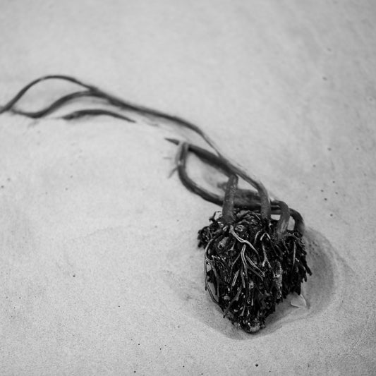 Monochrome Mix - Beach - Heart - 181462 - Close Detail View, A heart-shaped clump of seaweed resting on fine beach sand, captured in high-contrast black and white. Evocative, minimal coastal still life. Limited edition fine art print.