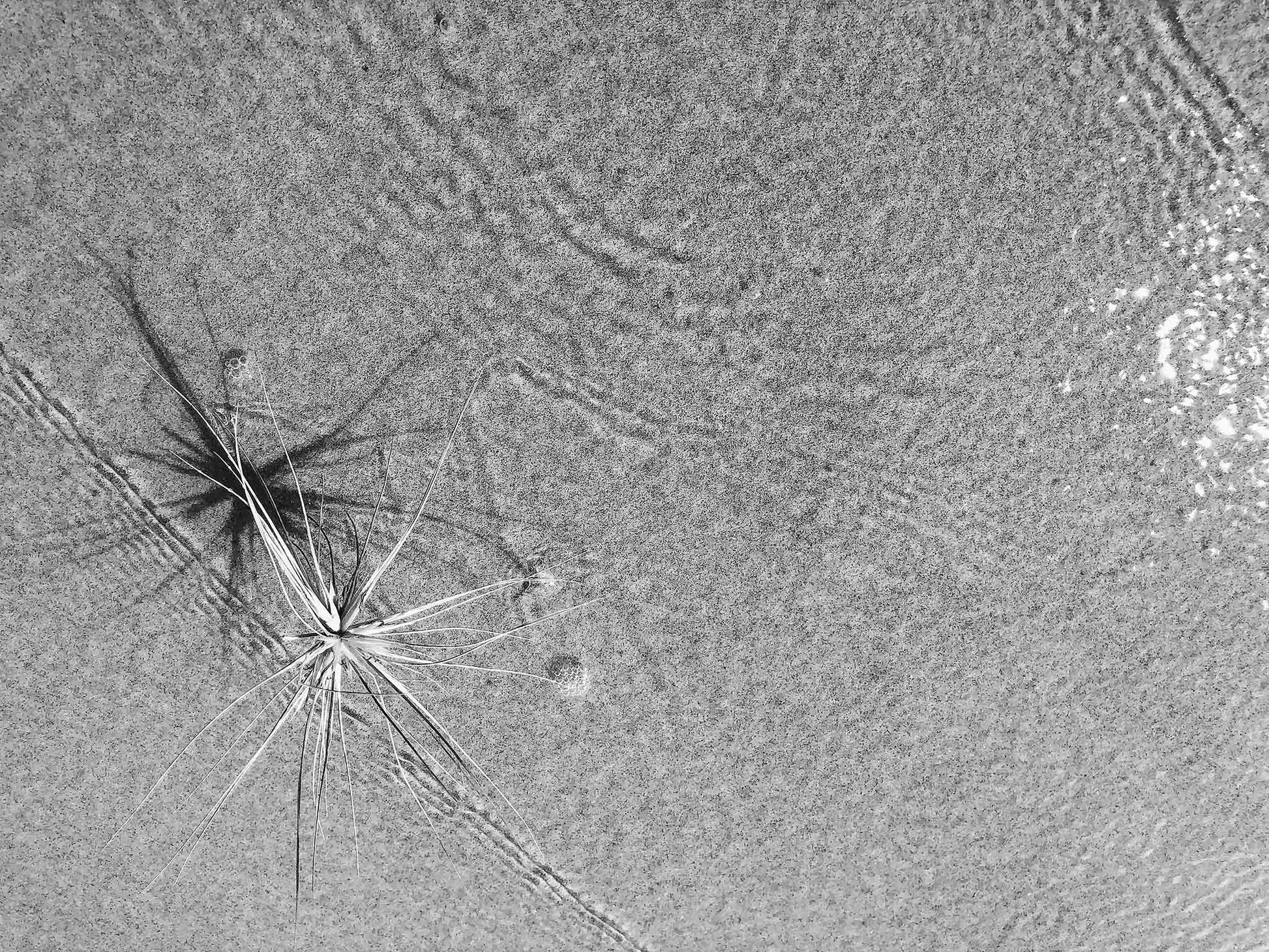 Monochrome Mix - Beach Spinifex - 184002 - 90x67.5cm, Black and white image of a delicate spinifex seed head with radiating shadows resting in rippled sand and shallow water.