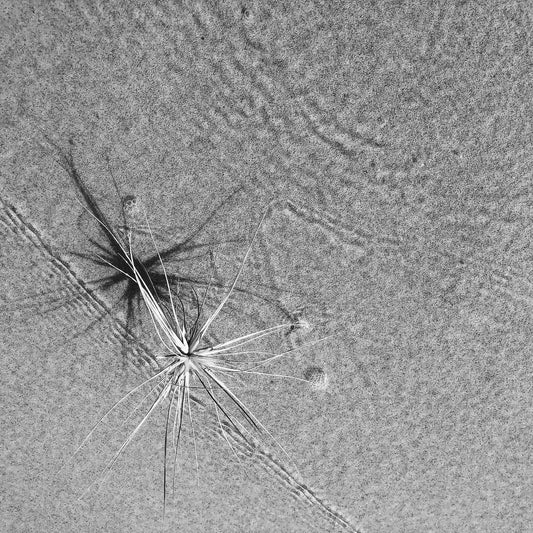 Monochrome Mix - Beach Spinifex - 184002 - Close Detail View, Black and white image of a delicate spinifex seed head with radiating shadows resting in rippled sand and shallow water.