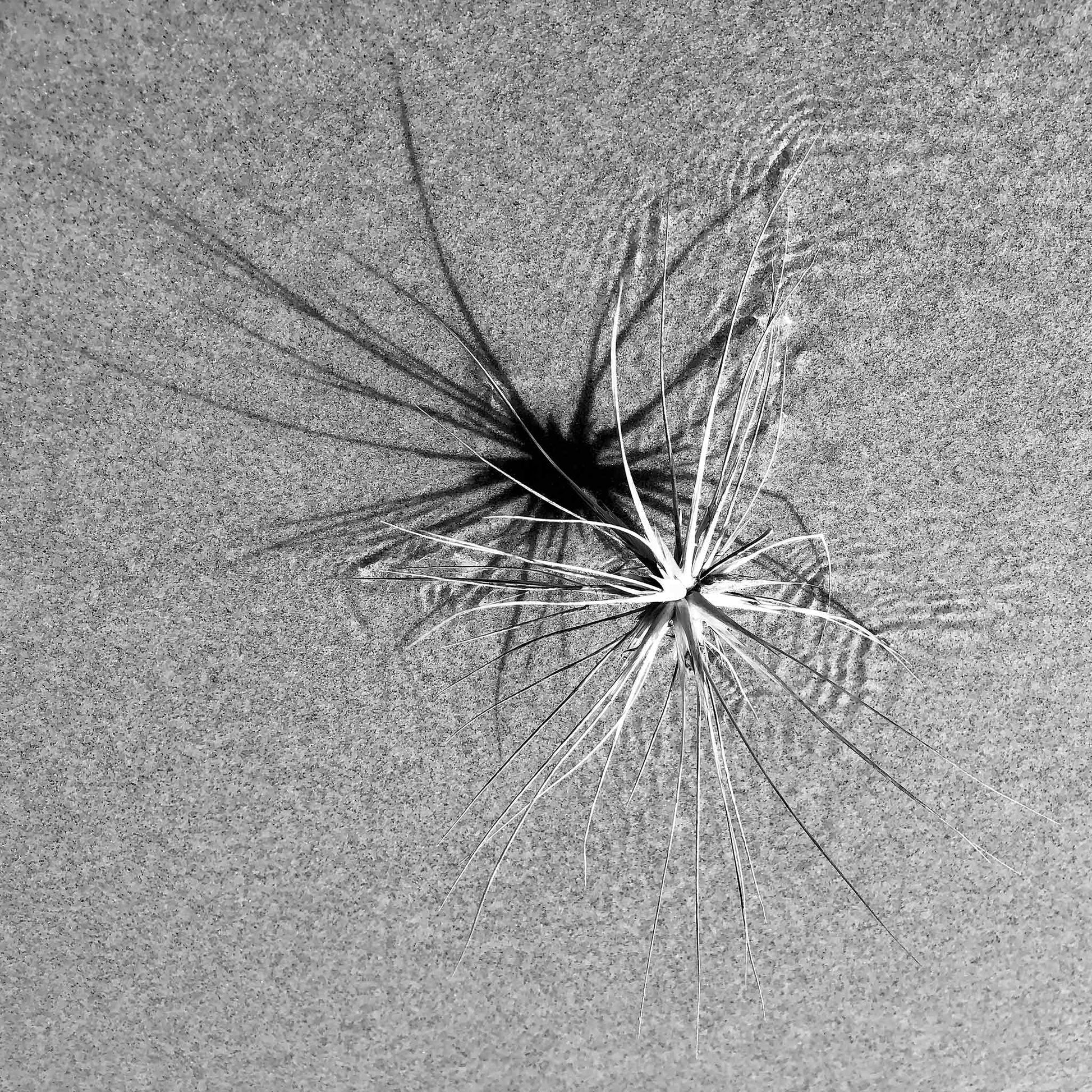 Monochrome Mix - Beach - Spinifex - 184003 - Close Detail View, A coastal spinifex plant resting on textured sand, its long blades casting radial shadows in black and white. Minimalist natural geometry. Limited edition fine art print.