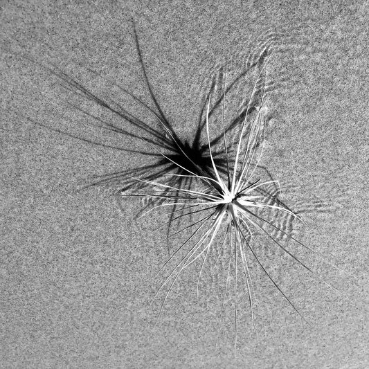 Monochrome Mix - Beach - Spinifex - 184003 - Close Detail View, A coastal spinifex plant resting on textured sand, its long blades casting radial shadows in black and white. Minimalist natural geometry. Limited edition fine art print.