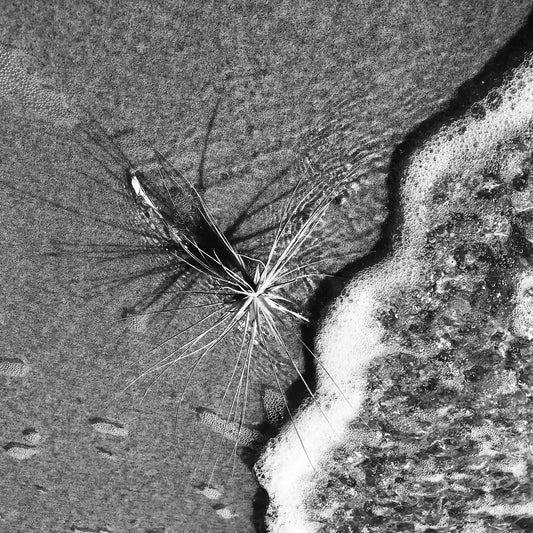 Monochrome Mix - Beach - Spinifex - 184008 - Close Detail View, A black and white photograph of a spinifex plant on wet sand, with ocean foam encroaching from the right. Dynamic textures meet soft shadows. Limited edition fine art print.
