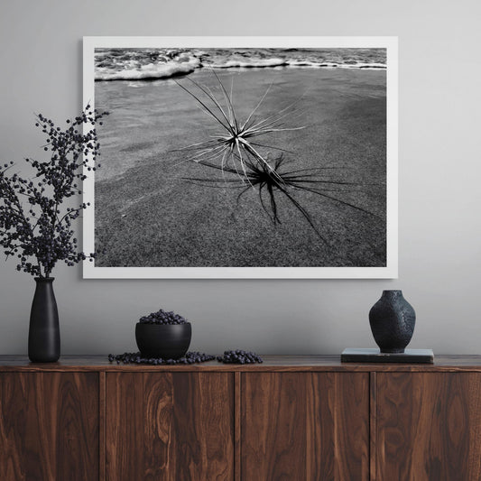 Monochrome Mix - Beach - Spinifex - 184017 - Room View, A black and white coastal image showing a spinifex plant with its dramatic shadow stretching across the sand, with gentle waves in the background. Limited edition fine art print.