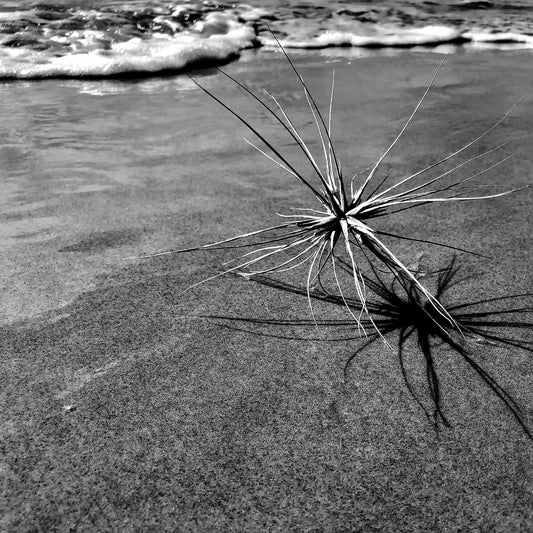 Monochrome Mix - Beach - Spinifex - 184017 - Close Detail View, A black and white coastal image showing a spinifex plant with its dramatic shadow stretching across the sand, with gentle waves in the background. Limited edition fine art print.