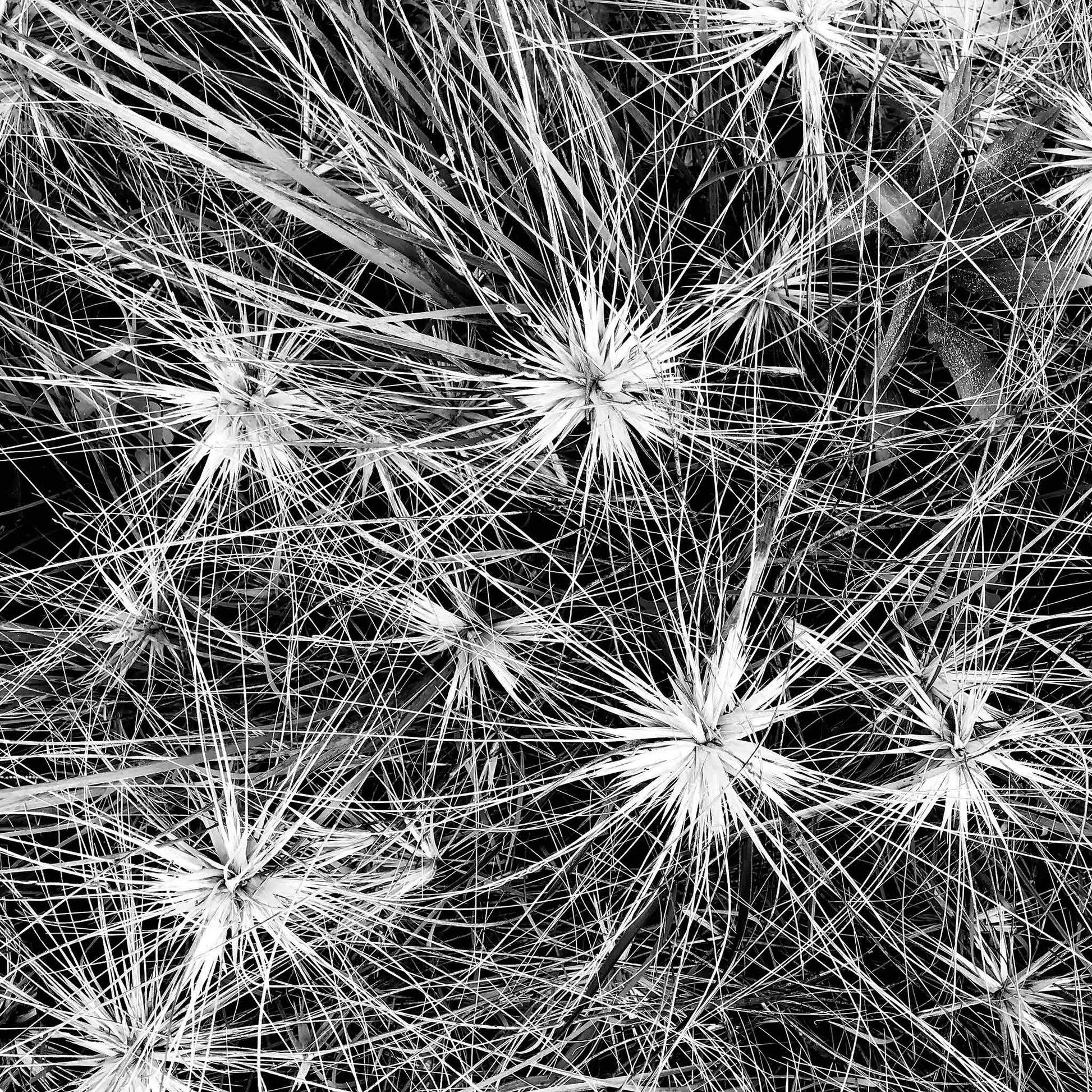 Monochrome Mix - Beach - Spinifex - 184087 - Close Detail View, A detailed black and white photograph of dense spinifex growth, with starburst patterns and fine intersecting lines creating a natural abstract texture. Limited edition fine art print.