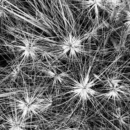Monochrome Mix - Beach - Spinifex - 184087 - Close Detail View, A detailed black and white photograph of dense spinifex growth, with starburst patterns and fine intersecting lines creating a natural abstract texture. Limited edition fine art print.