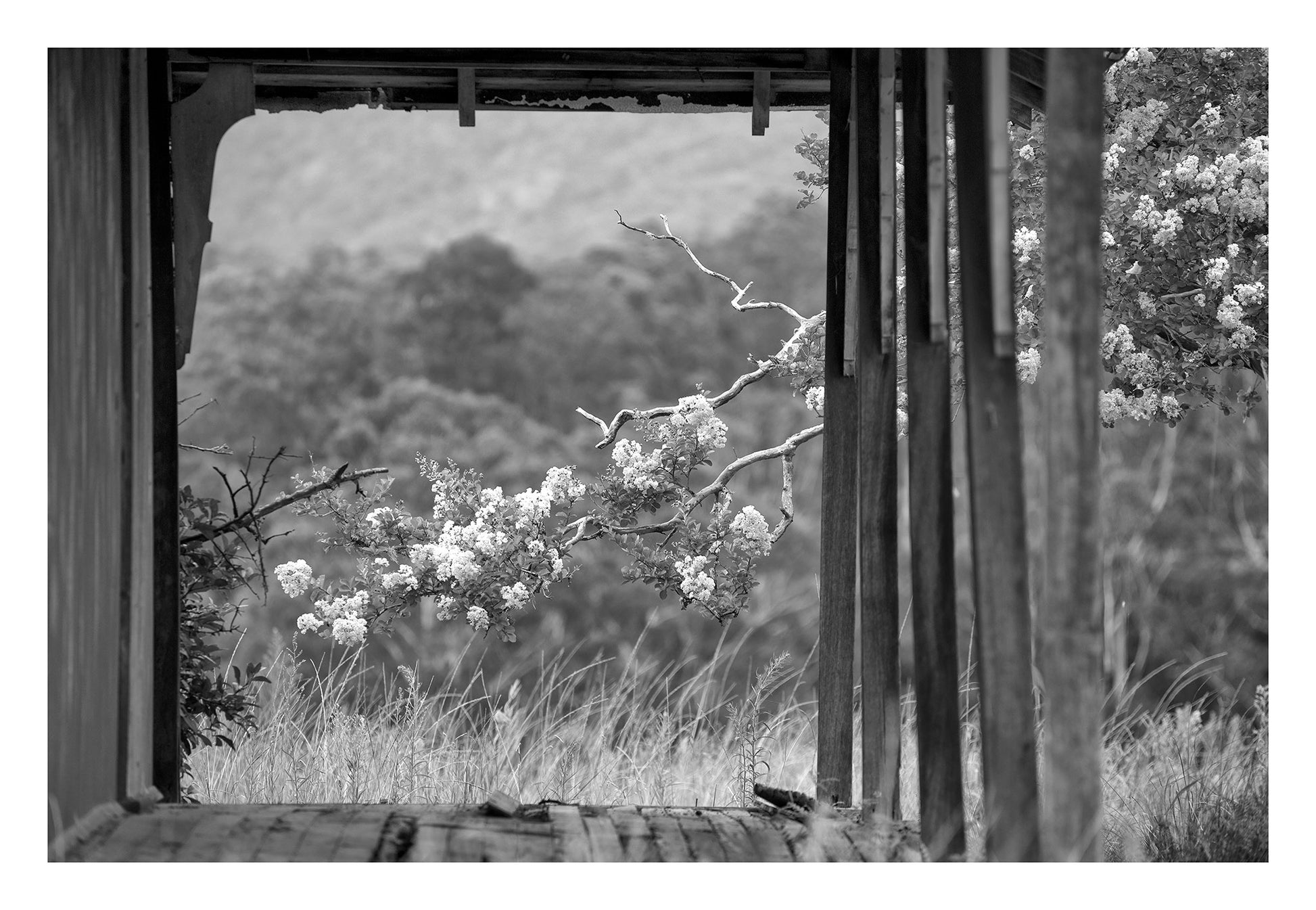 Monochrome Mix - Blossoms - Back Road - 85313 - 104x74cm, A black and white photograph of blossoming tree branches viewed through a rustic wooden structure, with forested hills in the background. Atmospheric, rural, and contemplative. Limited edition fine art print.
