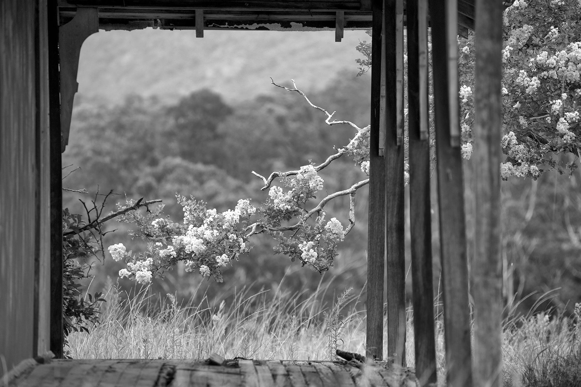 Monochrome Mix - Blossoms - Back Road - 85313 - 90x60cm, A black and white photograph of blossoming tree branches viewed through a rustic wooden structure, with forested hills in the background. Atmospheric, rural, and contemplative. Limited edition fine art print.