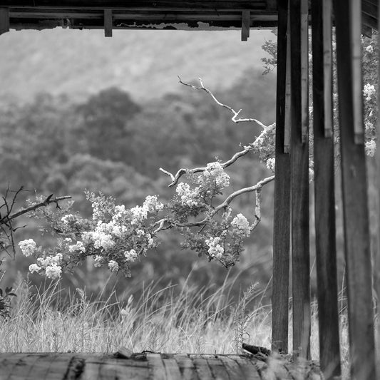 Monochrome Mix - Blossoms - Back Road - 85313 - Close Detail View, A black and white photograph of blossoming tree branches viewed through a rustic wooden structure, with forested hills in the background. Atmospheric, rural, and contemplative. Limited edition fine art print.