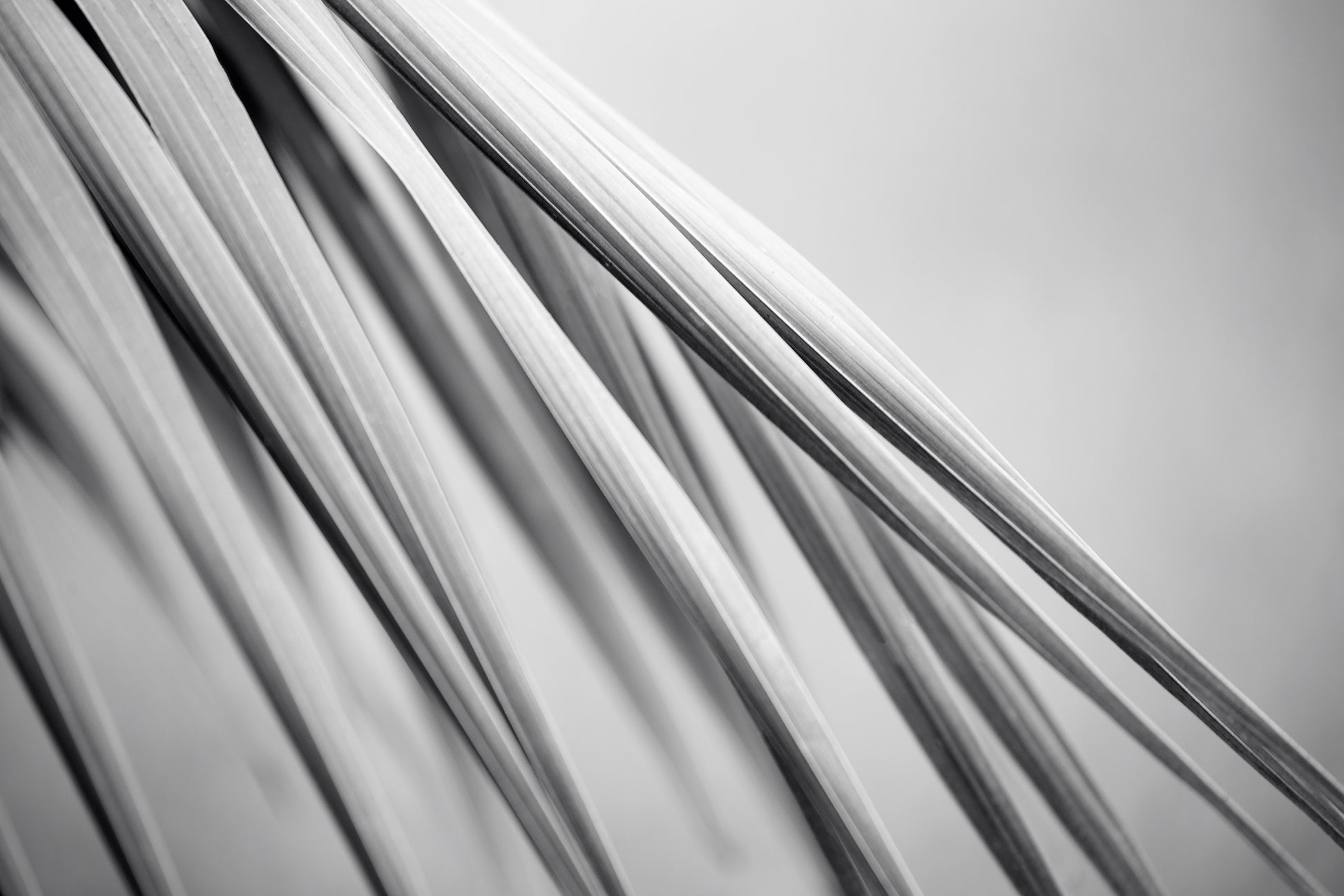 Monochrome Mix - Bucca - Swans Rd - Palm Frond - 210151 - 90x60cm, Black-and-white fine art photograph of slender palm fronds in soft diagonal composition, highlighting their smooth lines and layered textures in minimalist abstract style.