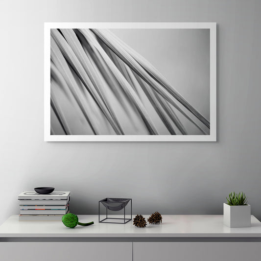 Monochrome Mix - Bucca - Swans Rd - Palm Frond - 210151 - Room View, Black-and-white fine art photograph of slender palm fronds in soft diagonal composition, highlighting their smooth lines and layered textures in minimalist abstract style.