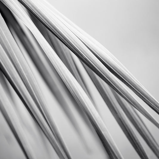 Monochrome Mix - Bucca - Swans Rd - Palm Frond - 210151 - Close Detail View, Black-and-white fine art photograph of slender palm fronds in soft diagonal composition, highlighting their smooth lines and layered textures in minimalist abstract style.