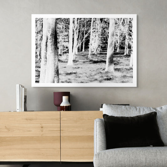 Monochrome Mix - Sydney - Centennial Park - Pine Grove - 19003v2 - Room View, Black and white image of pine trees in Centennial Park, with high contrast rendering of trunks and grassy floor in dappled sunlight. Dreamlike and minimal.