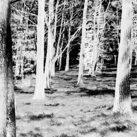 Monochrome Mix - Sydney - Centennial Park - Pine Grove - 19003v2 - Close Detail View, Black and white image of pine trees in Centennial Park, with high contrast rendering of trunks and grassy floor in dappled sunlight. Dreamlike and minimal.