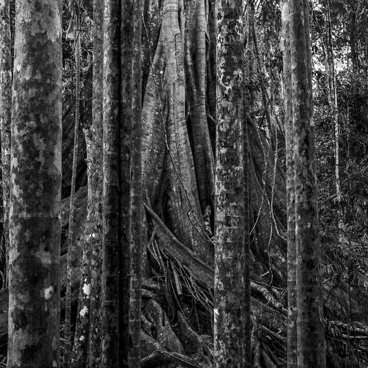 Monochrome Mix - Coffs Harbour - Bruxner Park Flora Reserve - Fig Tree - 0498v2 - Close Detail View, A dramatic black-and-white photograph of a massive fig tree trunk framed by a vertical grid of slender rainforest trees, revealing intricate bark textures and organic root patterns in a dense Australian forest.