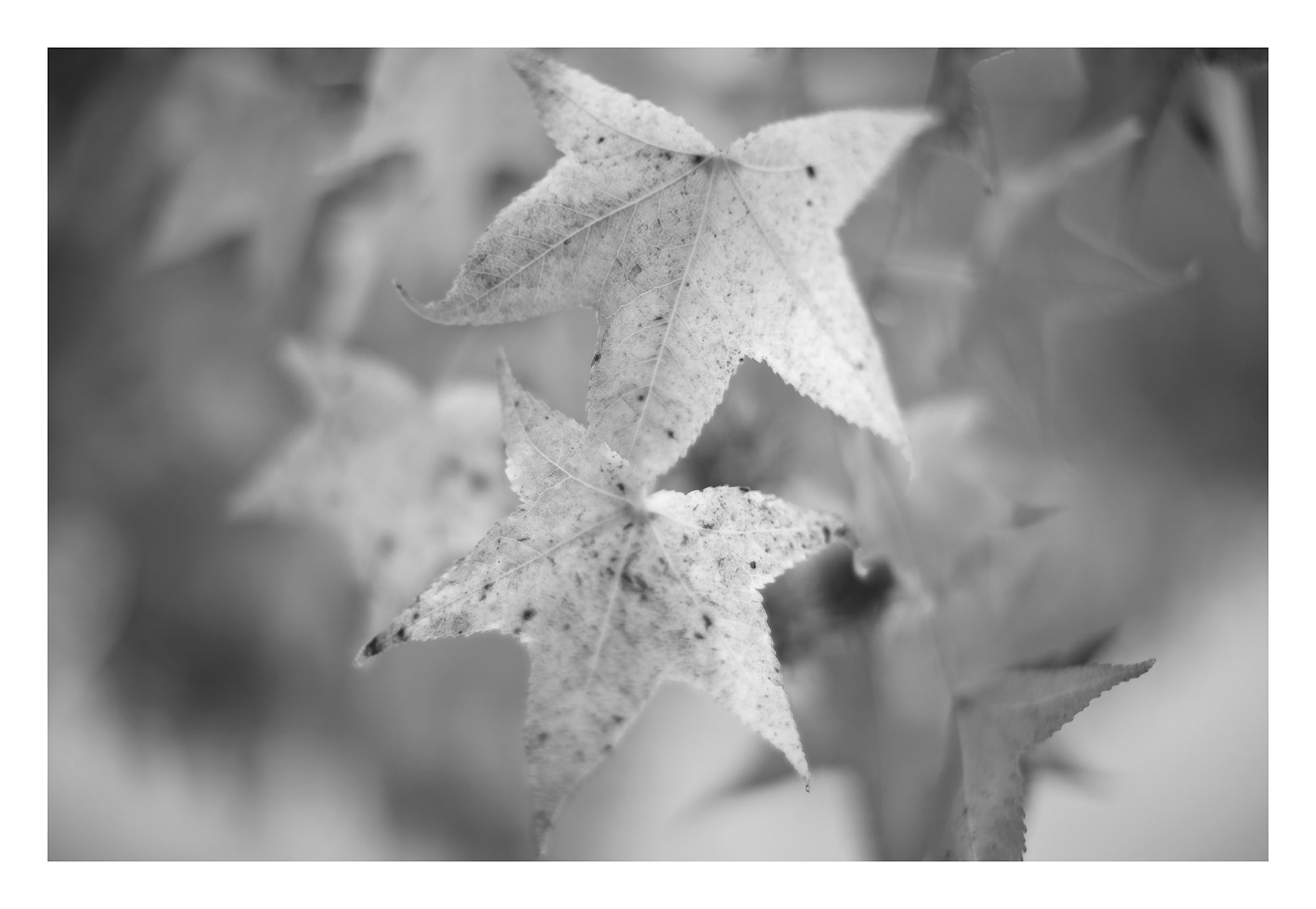Monochrome Mix - Coffs Harbour - Bruxner Park Flora Reserve - Leaves - 141083v4 - 104x74cm, A softly focused black-and-white photograph of star-shaped autumn leaves, their textured surfaces speckled with age, set against a blurred natural backgroun
