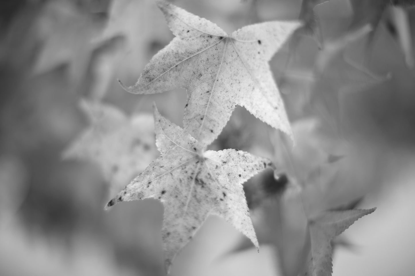 Monochrome Mix - Coffs Harbour - Bruxner Park Flora Reserve - Leaves - 141083v4 - 90x60cm, A softly focused black-and-white photograph of star-shaped autumn leaves, their textured surfaces speckled with age, set against a blurred natural background.