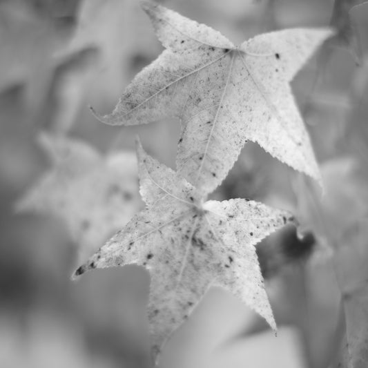Monochrome Mix - Coffs Harbour - Bruxner Park Flora Reserve - Leaves - 141083v4 - Close Detail View, A softly focused black-and-white photograph of star-shaped autumn leaves, their textured surfaces speckled with age, set against a blurred natural background.