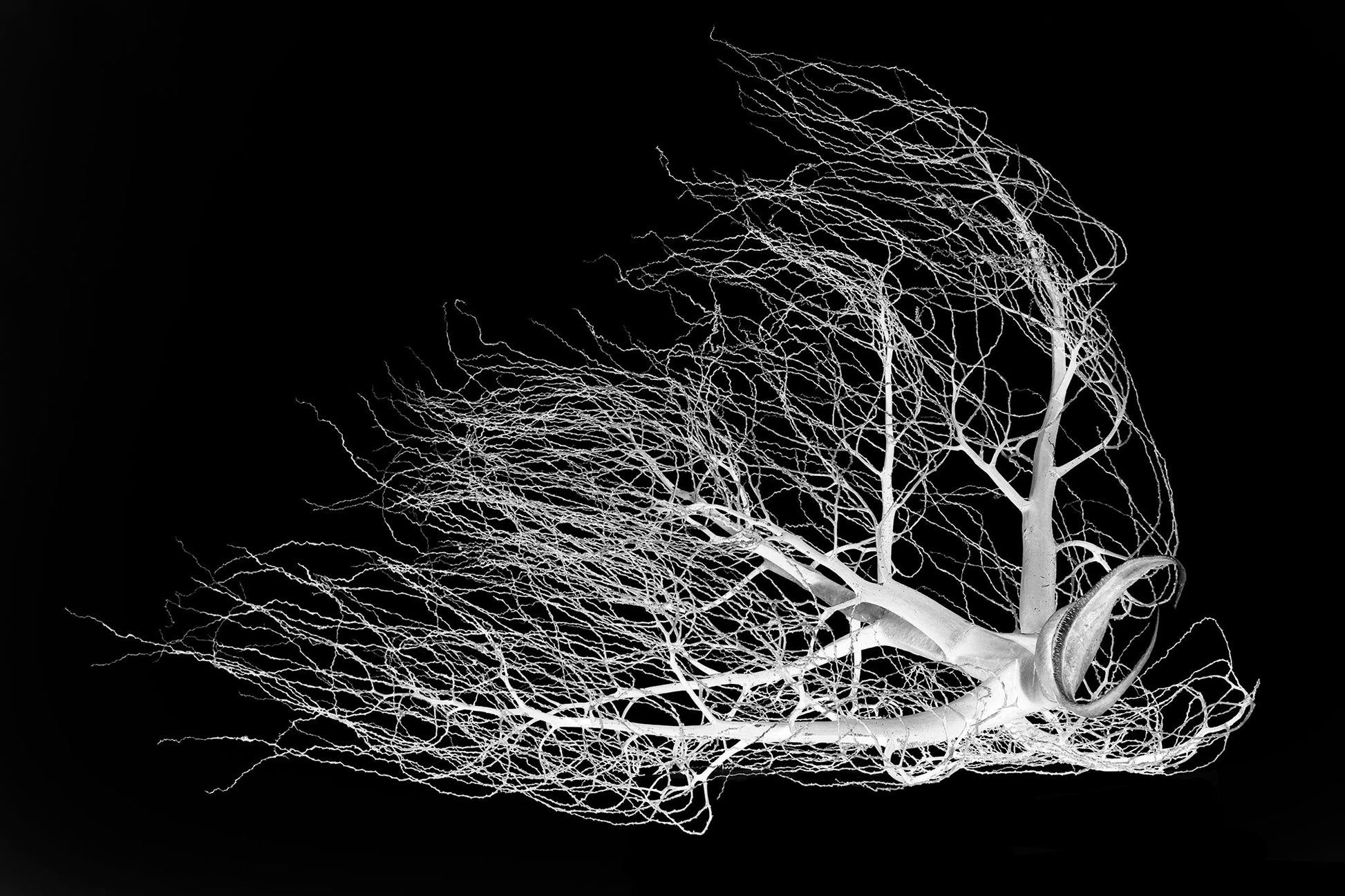 Monochrome Mix - Dried Palm Inflorescence - 18810v1 - 90x60cm, A high-contrast black-and-white photograph of a dried palm inflorescence, its delicate branching tendrils fanned out against a deep black background, resembling organic lace or coral.