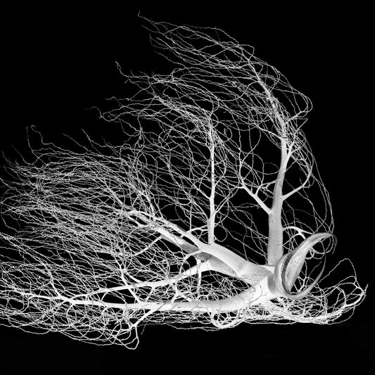 Monochrome Mix - Dried Palm Inflorescence - 18810v1 - Close Detail View, A high-contrast black-and-white photograph of a dried palm inflorescence, its delicate branching tendrils fanned out against a deep black background, resembling organic lace or coral.