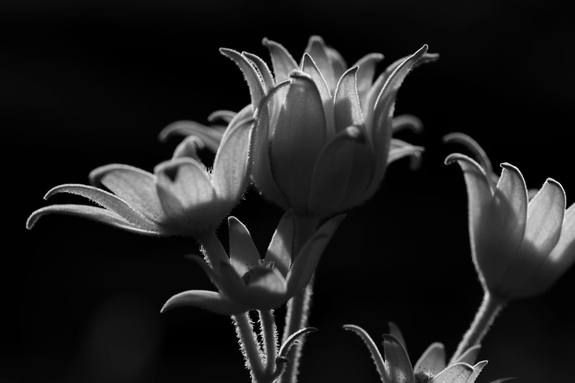 Monochrome Mix - Flannel Flowers - 259270v1 - 90x60cm, A black and white of native flannel flowers, softly backlit to highlight petal textures and fine stem details. Gentle, sculptural botanical portrait. Limited edition fine art print.