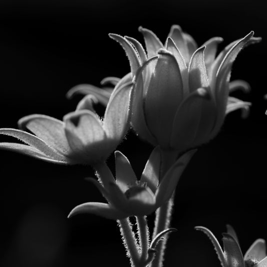 Monochrome Mix - Flannel Flowers - 259270v1 - Close Detail View, A black and white of native flannel flowers, softly backlit to highlight petal textures and fine stem details. Gentle, sculptural botanical portrait. Limited edition fine art print.
