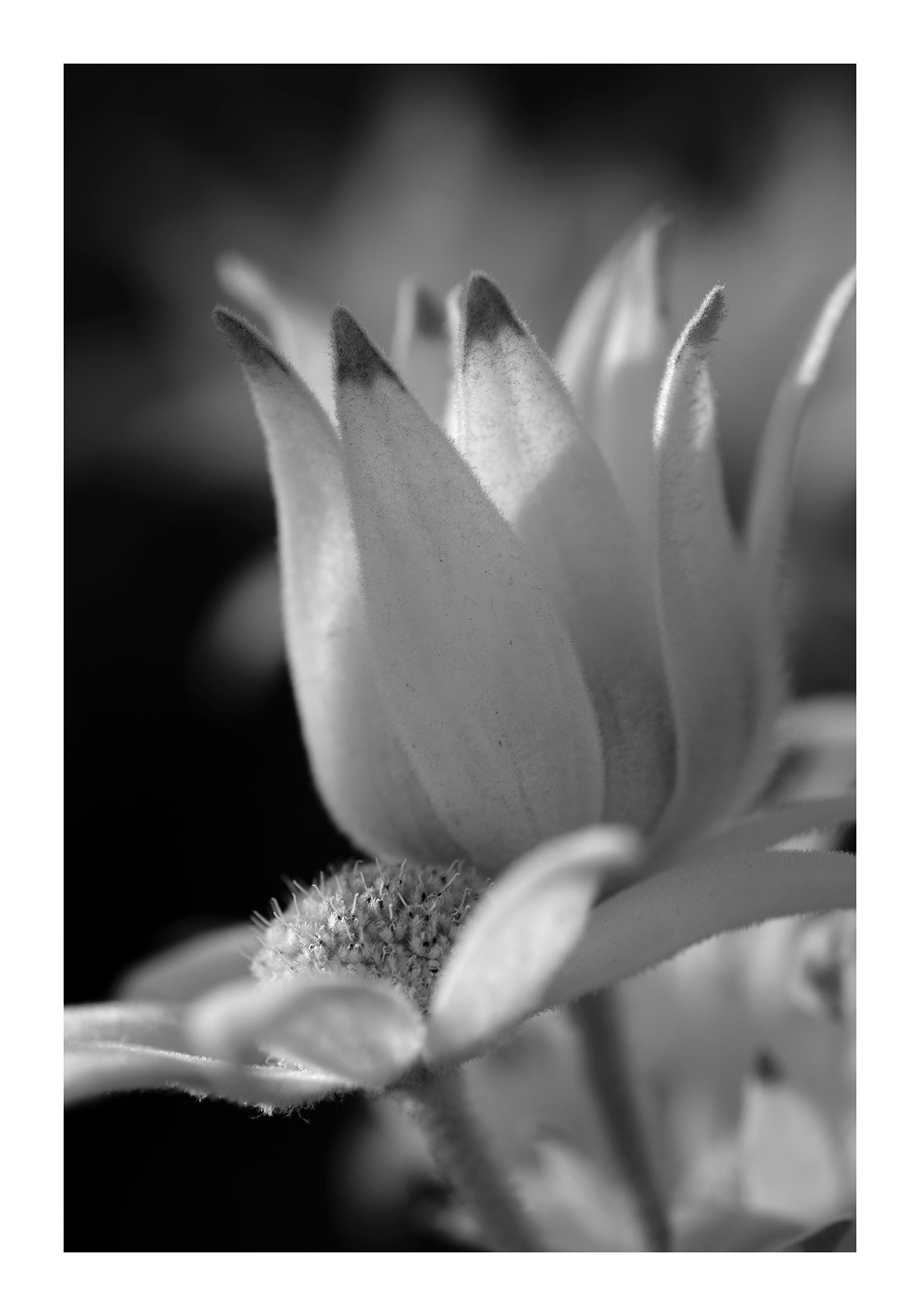 Monochrome Mix - Flannel Flowers - 259299v1 - 74x104cm, A vertical black and white photograph of a single flannel flower bloom, softly lit to highlight petal curves, velvet textures, and natural form. Limited edition fine art print.