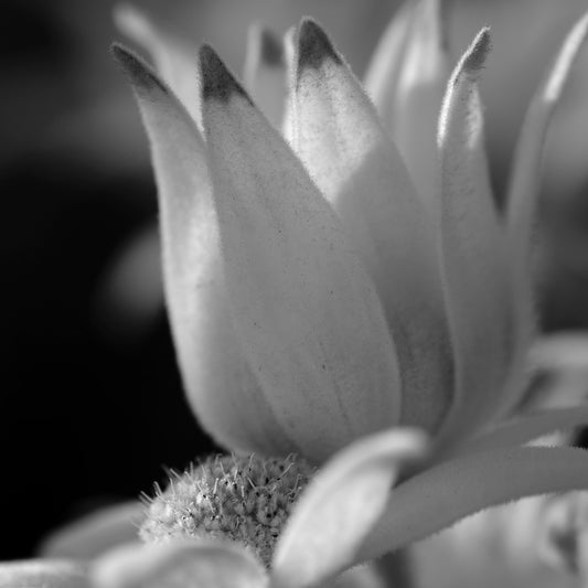 Monochrome Mix - Flannel Flowers - 259299v1 - Close Detail View, A vertical black and white photograph of a single flannel flower bloom, softly lit to highlight petal curves, velvet textures, and natural form. Limited edition fine art print.