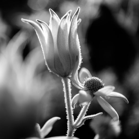 Monochrome Mix - Flannel Flowers - 259794v1 - Close Detail View, A black and white backlit close-up of flannel flowers, with soft haloed lighting highlighting their velvet petals and stems. Poetic, delicate botanical portrait. Limited edition fine art print.