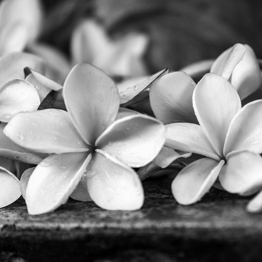 Monochrome Mix - Frangipanis - 182338v3 - Close Detail View, A black and white photograph of dewy frangipani blossoms resting on stone, softly lit to enhance petal texture and contrast. Limited edition fine art print.