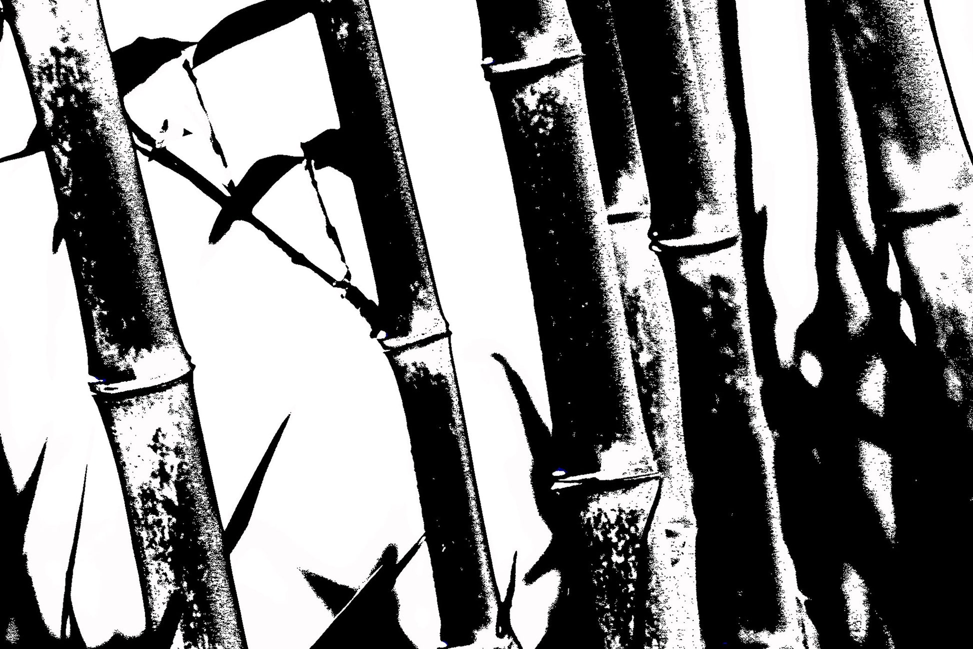 Monochrome Mix - Friday Creek - Bamboo - 61221027v18 - 90x60cm, A high-contrast black and white image of bamboo stalks and leaves, featuring bold textures and stark light-dark interplay.