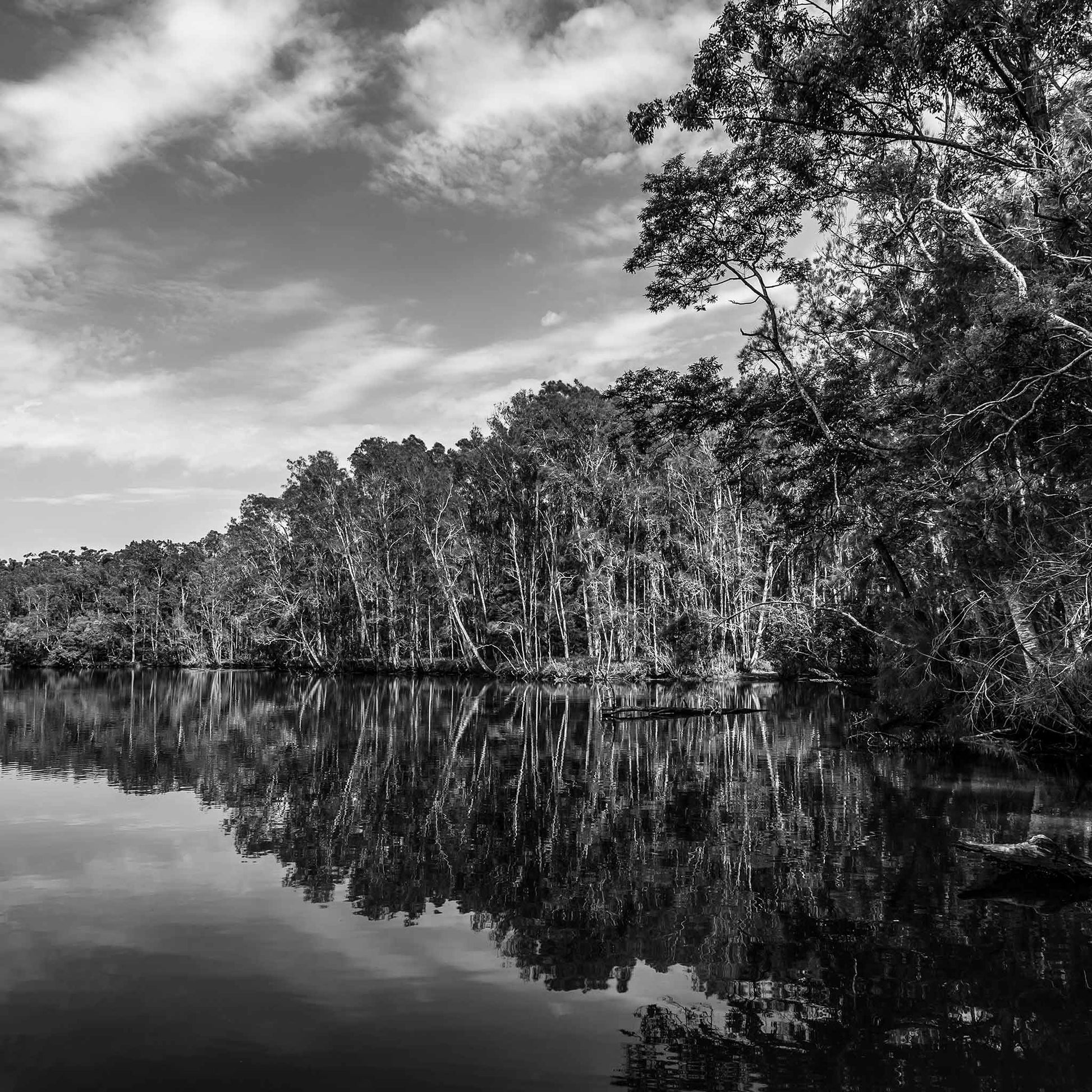 Monochrome Mix - River Reflection - 160689v2 - Close Detail View, A black and white landscape, Bongil Bongil National Park of a still river bordered by tall trees, their reflections mirrored clearly in the water. Serene, symmetrical nature study. Limited edition fine art print.