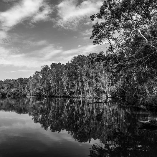 Monochrome Mix - River Reflection - 160689v2 - Close Detail View, A black and white landscape, Bongil Bongil National Park of a still river bordered by tall trees, their reflections mirrored clearly in the water. Serene, symmetrical nature study. Limited edition fine art print.