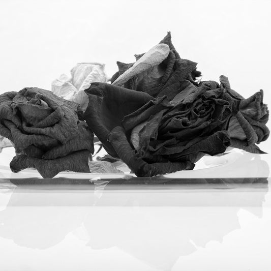 Monochrome Mix - Rose Reflection - 1836909825 - Close Detail View, A black and white photograph of three dried roses resting on glass, with a soft mirrored reflection below. Evocative, minimal still life with emotional resonance. Limited edition fine art print.