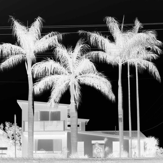 Monochrome Mix - Sawtell - Coastal Palms - 197461v2 - Close Detail View, Black and white image of palm trees in front of a modern suburban house, with visible powerlines and strong sky contrast, evoking a moody, cinematic aesthetic.