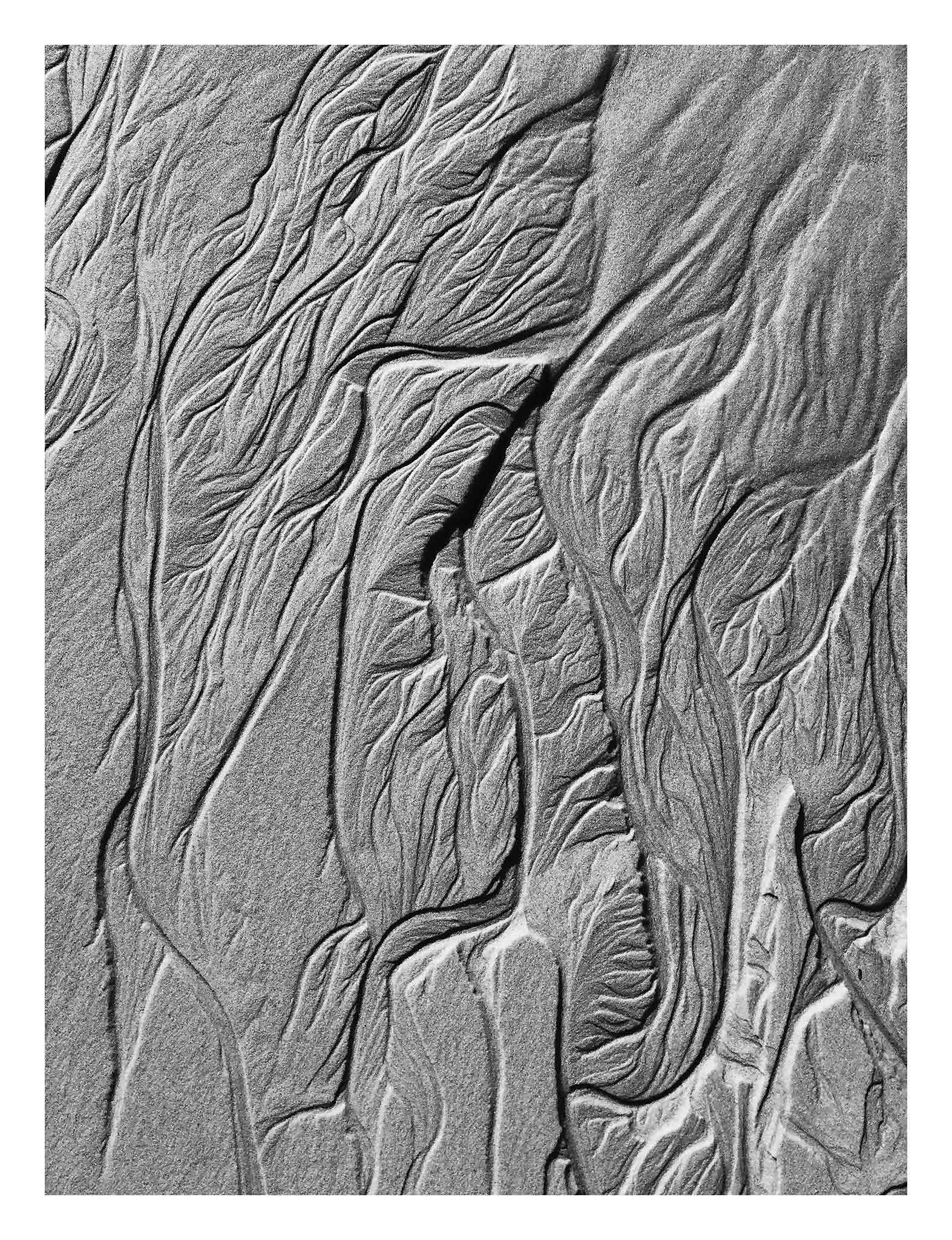 Monochrome Mix - Scotts Head - Beach Sand Tidal Forms - 19E4539 - 81.5x104cm, Vertical black and white photograph of fine sand patterns formed by tidal flow, resembling leaf veins and natural etchings with rich tonal contrast.