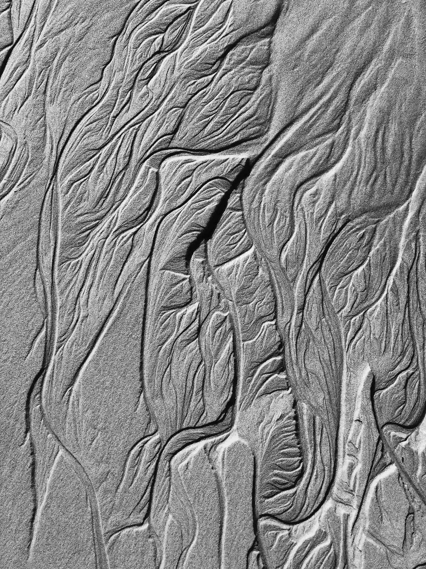 Monochrome Mix - Scotts Head - Beach Sand Tidal Forms - 19E4539 - 67.5x90cm, Vertical black and white photograph of fine sand patterns formed by tidal flow, resembling leaf veins and natural etchings with rich tonal contrast.
